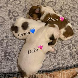 Orion - Brindle and white male Shih Tzu puppy in Frisco, Texas from My Royal Shih Tzu⚜️