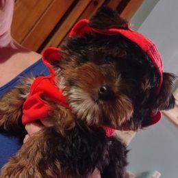 Yorkshire Terriers from Little Yorkies