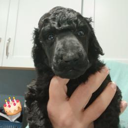 Tan - Black male Poodle puppy in Big Rapids, Michigan from Meeker's Ridge Standard Poodles