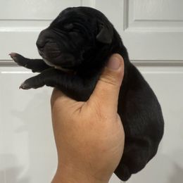 Gravy - Black male Great Dane puppy in Florida from Beachside Kennels