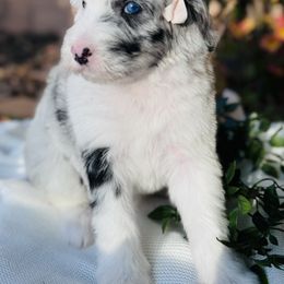 Old English Sheepdog and Sheepadoodle Puppies from Desert Sheepies