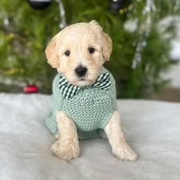 Hot Wheel - Apricot male Goldendoodle puppy in Sterling, Illinois from Charley's Goldendoodles