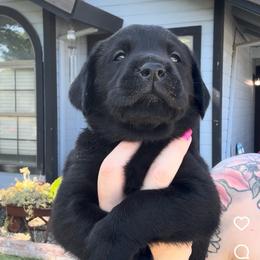 Black Collar - Black male Labrador Retriever puppy in Galt, California from On My Side Kennels