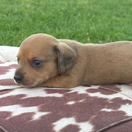 Jax - Red male Dachshund puppy in Oklahoma from Rockin’ S Kennel