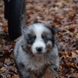Male 1 - Blue merle male Australian Shepherd puppy in Three Rivers, Michigan from Mitten Australian Shepherds