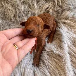 Rocket - Red  male Poodle puppy in Osyka, Mississippi from Southern Sunshine Standards