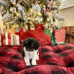 Boy 4 - Black and white male Cavapoo puppy in Nampa,, Idaho from Clig Doodle Days