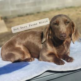 Stormi - Dachshund