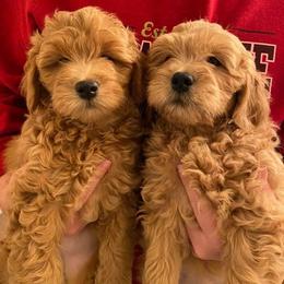 Goldendoodle Puppies from Virgin River Kennel