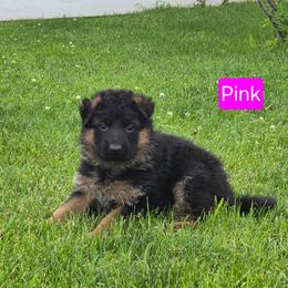 Pink Collar - Black and red female German Shepherd puppy in Sumner, Iowa from Vom Wilke Kennels