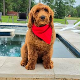 Harper's Red Boy - Red  male Goldendoodle puppy in Kountze, Texas from Texas Doodles LLC