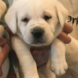 Labrador Retriever Puppies from True Grit Kennels