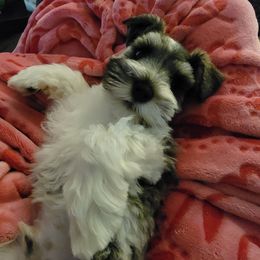 Miniature Schnauzer Puppies from Dees Schnauzers