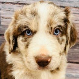 Red Merle - Brown merle male Aussiedoodle puppy in Oklahoma City, Oklahoma from Royal Paw Aussiedoodles