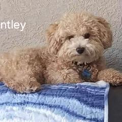 Bentley - Goldendoodle
