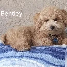 Bentley - Goldendoodle