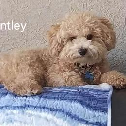 Bentley - Goldendoodle