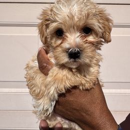 Poseidon - Apricot male Poodle puppy in Las Vegas, Nevada from Plush Toy Poodle Puppies & Pals