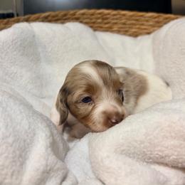 Monica - Dapple female Dachshund puppy in Sterling, Colorado from Country Chics Doxies