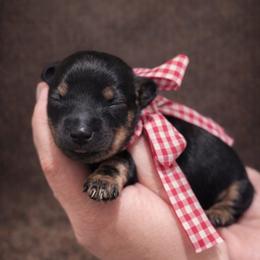 Girl 2 - Black and cream female Dachshund puppy in Winter Haven, Florida from Davidson's Dachshunds