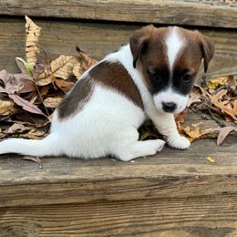 Boy 1, Mickey - Jack Russell Terrier puppy from Maestro Jacks