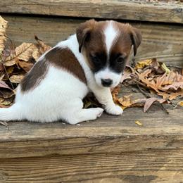 Boy 1, Mickey - Jack Russell Terrier puppy from Maestro Jacks