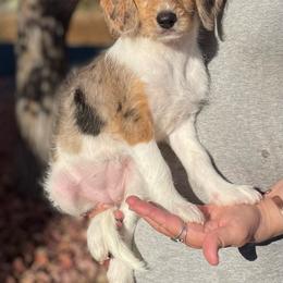 Crystal - Merle female Assorted Doodle Crosses puppy in Moses Lake, Washington from Amani’s Doodles