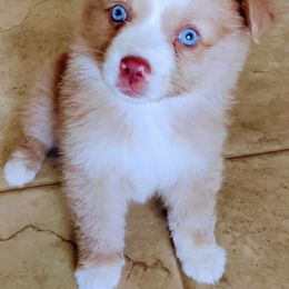Miniature Australian Shepherds from Restabitaussies