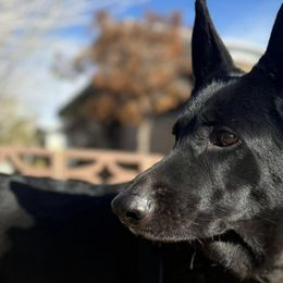 German Shepherds from Clever Boots Kennel