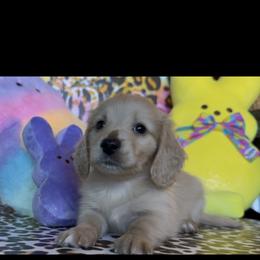 Augustus - Cream male Dachshund puppy in Floresville, Texas from Muddy River Dachshunds