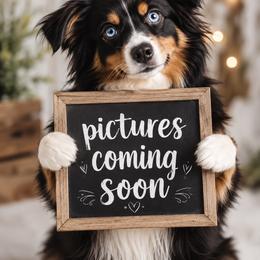 Vanilla - Black tri female Toy Australian Shepherd puppy in Blacksburg, South Carolina from Rustic Rose Toy Australian Shepherds
