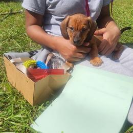 ButterCup (2000) - Red male Dachshund puppy in Altamonte Springs, Florida from Happy Tails Dachshunds
