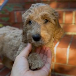 Poppy - Apricot female Goldendoodle puppy in Asheboro, North Carolina from Magnolia Farm Doodles