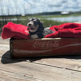Cooper - Black and cream male Dachshund puppy in Woodbine, Georgia from Coastal Bluff Pups