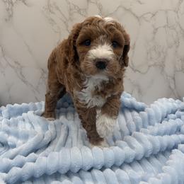 Charlie - Red  male Goldendoodle puppy in Kansas City, Kansas from Bella & Ivy’s Mini Goldendoodles of KC