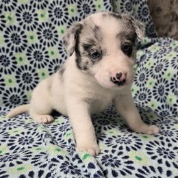 Girl 3 - Blue merle Border Collie puppy in Richland, Pennsylvania from Winter Creek Border Collies