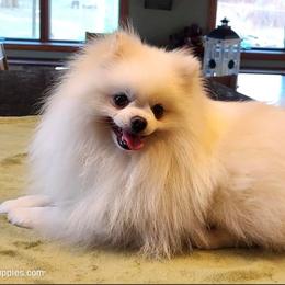 Legacy - Pomeranian