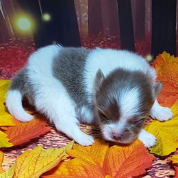 Isabella - Lavender female Pomeranian puppy in Weatherford, Texas from Jeweled Poms