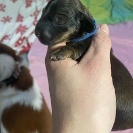 Blue - Red Dachshund puppy in Kingston, Illinois from Oak Bridge Farm