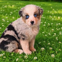 Uno - Blue merle male Australian Shepherd puppy in Howardsville, Virginia from Spectacular Aussies and Cavaliers