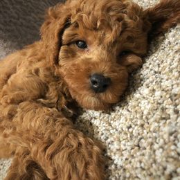Goldendoodle Puppies from Idyllic Doodles