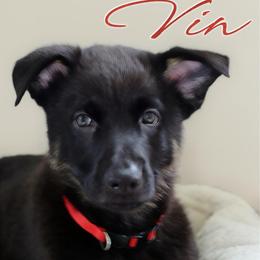 Vin - Black and cream male German Shepherd puppy in De Land, Florida from 3B’s Animal Artistry