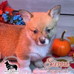 Sienna- beautiful red and white girl - Red female Pembroke Welsh Corgi puppy in Taylorsville, North Carolina from Mill Creek’s Pembroke Welsh Corgis and French Bulldogs