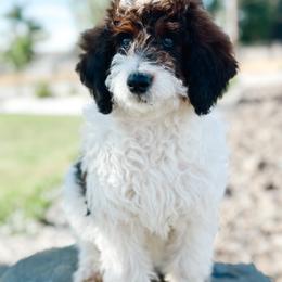 Dinger - Sable female Bernedoodle puppy in Pasco, Washington from Camp Doodle Woods