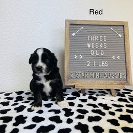 Miniature Australian Shepherd Puppies from 5 Star Mini Aussies