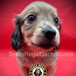Cinnamon - Cream female Dachshund puppy in Houston, Texas from Texas Regal Dachshunds LLC