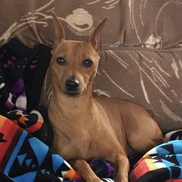 Dani - Miniature Pinscher