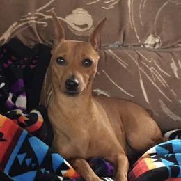 Dani - Miniature Pinscher