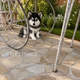Alvin - Black and white male Pomsky puppy in San Jacinto, California from LittleLoyalz