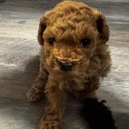 Hazelnut - Apricot female Poodle puppy in Tempe, Arizona from Teacups & Toys